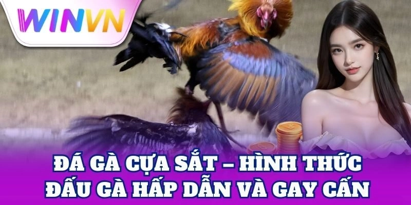 Đá Gà Cựa Sắt WinVN – Mẹo Tăng Tỷ Lệ Thắng Dễ Áp Dụng 1 Đá Gà Cựa Sắt – Đấu trường kịch tính đầy máu lửa