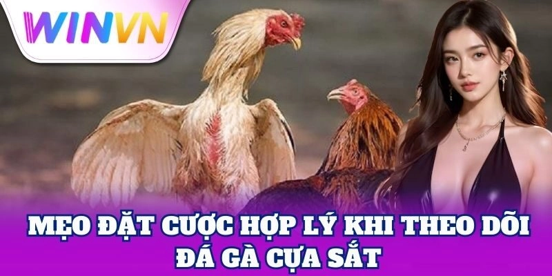 Đá Gà Cựa Sắt WinVN – Mẹo Tăng Tỷ Lệ Thắng Dễ Áp Dụng 3 Mẹo đặt cược hợp lý khi theo dõi Đá Gà Cựa Sắt